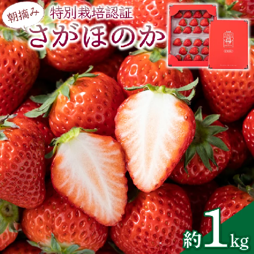 《先行予約・数量限定》あまい果汁溢れる最高級品質「さがほのか」約1kg（235g×4p） 1421449 - 佐賀県上峰町