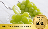 [No.5657-4020]パリッじゅわ～！高貴な香りのシャインマスカット  粒 約500g (約30～40粒) 《なかむら果実園》■2024年発送■※9月上旬頃～10月下旬頃まで順次発送予定