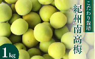 こだわり栽培の南高梅 1kg ※5月中旬～6月中旬頃に順次発送予定【期間限定・数量限定・2025/5/15まで】 / 紀州南高梅 南高梅 青梅 梅 お取り寄せ 和歌山県 田辺市