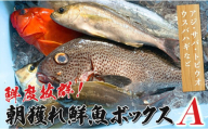 鮮度抜群！朝獲れ鮮魚ボックスA