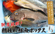 鮮度抜群！朝獲れ鮮魚ボックスB