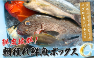 鮮度抜群！朝獲れ鮮魚ボックスC