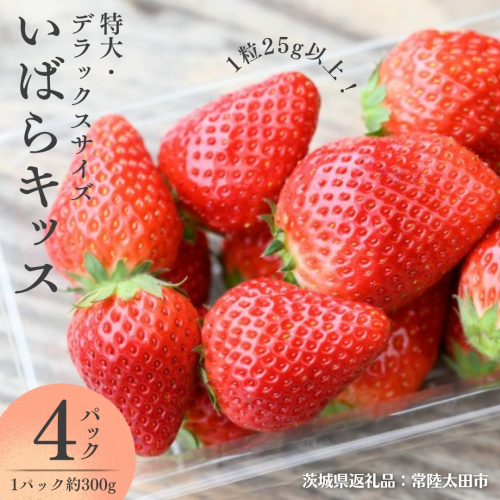 【 2026年 先行予約 】 いばらキッス ( 約300g × 4パック ) 特大 ・ デラックスサイズ （茨城県共通返礼品／常陸太田市） 茨城県品種 2026年1月から発送開始 フルーツ 苺 イチゴ いちご 新鮮 朝採れ 茨城県 桧山FRUITFARM [DY021sa] 1422658 - 茨城県桜川市