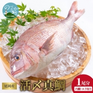 延岡産活〆鮮魚　職人技の脱血鮮魚　真鯛　A476　請関水産