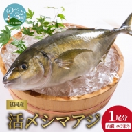延岡産活〆鮮魚　職人技の脱血鮮魚　シマアジ　B419　請関水産