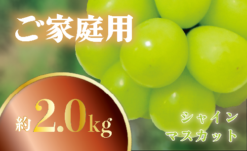 ご家庭用　シャインマスカット約2.0kg[山梨 シャインマスカット]　山梨県産　産地直送　フルーツ　果物　くだもの　ぶどう　ブドウ　葡萄　シャイン　シャインマスカット　新鮮　人気　おすすめ　国産　不揃い　訳あり　AN-131 1423076 - 山梨県甲斐市