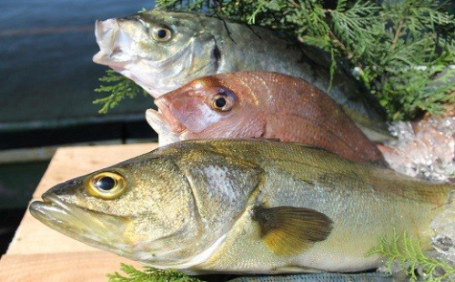 延岡市島浦島育ちの厳選鮮魚セット N015-YZC002 142320 - 宮崎県延岡市