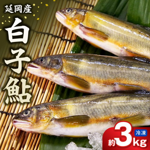 【冷凍】白子鮎 約3kg N070-YC426-2 142336 - 宮崎県延岡市