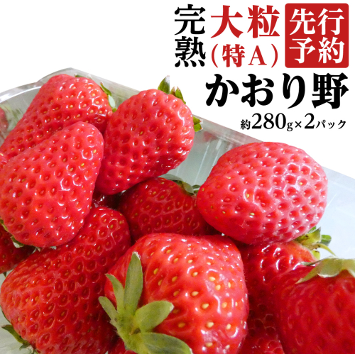 【 2025年1月上旬発送開始 】 完熟 かおり野 約280g×2P 国産 いちご イチゴ 苺 [BC024sa] 1423918 - 茨城県桜川市