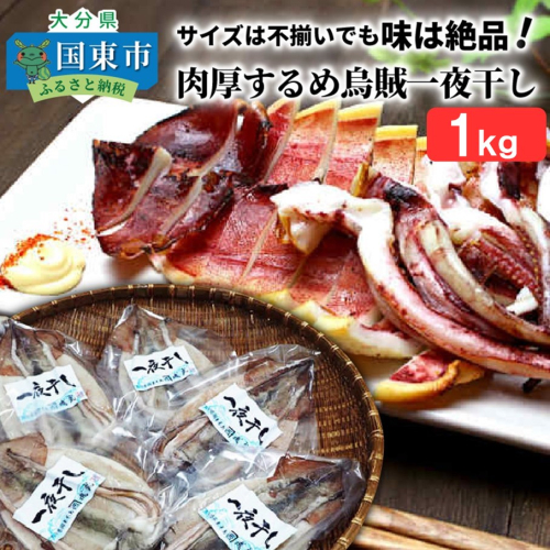 サイズは不揃いでも味は絶品!肉厚するめ烏賊一夜干し_1511R 142614 - 大分県国東市