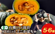 有機ミニ かぼちゃ 5～6個 《 たかのふぁーむ 》 カボチャ 野菜 有機 北海道 積丹