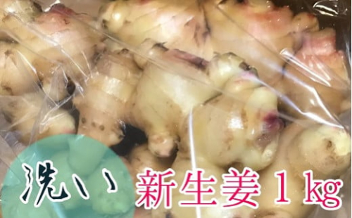 自然農 新生姜１kg（洗いショウガ）皮まで食べられる 甘酢漬け ガリ 農薬肥料不使用 レシピ付き【R00248】 1428743 - 高知県土佐清水市
