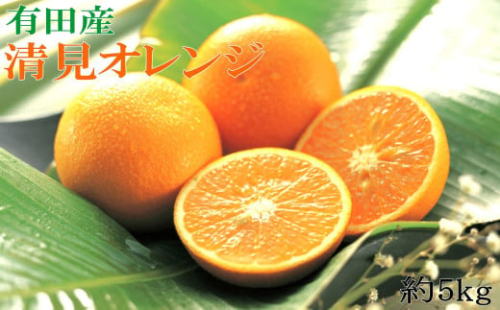 ［濃厚］農家さん直送の清見オレンジ 約5kg（サイズおまかせ・秀品）★2026年2月中旬頃より順次発送［TM152］ 1428963 - 和歌山県上富田町