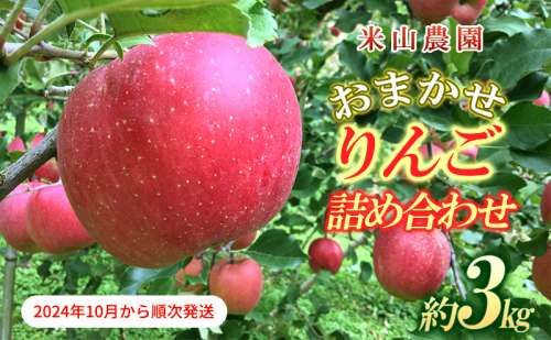 りんご 米山農園のおまかせりんご詰め合わせ約3kg 2024年10月から順次発送 紅玉 秋映え シナノスイート シナノゴールド 王林 さんふじ セット 長野県 長野市 1430499 - 長野県長野市