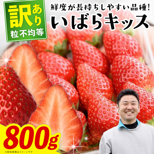 【 先行予約 】 訳あり いちご いばらキッス 800g 《 2026年2月以降発送 》 苺 果物 くだもの フルーツ 不揃い ジャム （茨城県共通返礼品／常陸太田市） 1430833 - 茨城県牛久市