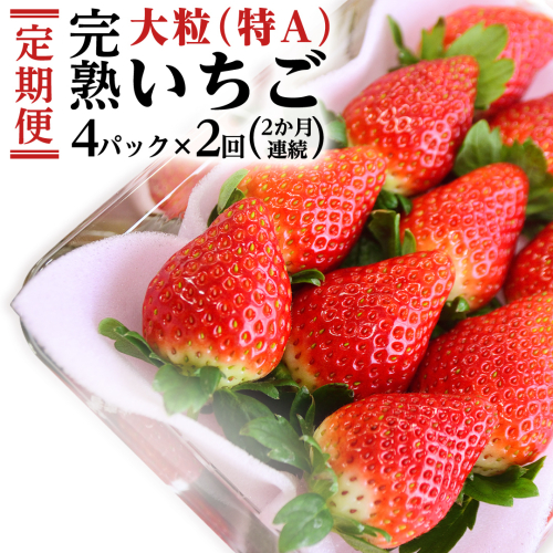 【2ヵ月 定期便】 完熟 いちご 定期便！ 4パック × 2回 合計 8パック （1P約260g） 定期便 国産 いちご イチゴ 苺 果物 かおり野 とちおとめ やよいひめ フルーツ 茨城県産 KEK [BC074sa] 1430917 - 茨城県桜川市