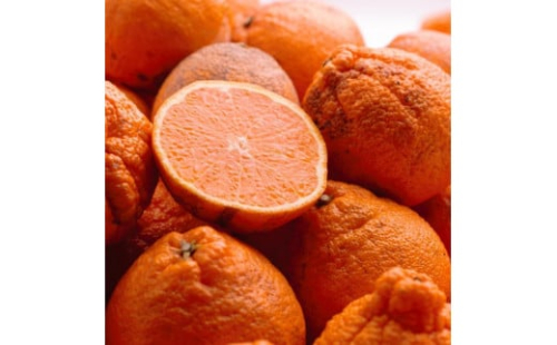 家庭用 不知火10kg+250g（傷み補償分）［デコポンと同品種・人気の春みかん］［わけあり・訳あり］［IKE254］ 143091 - 和歌山県上富田町