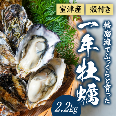 H-11 【12月〜3月限定】 室津産殻つき牡蠣2.2kg  143137 - 兵庫県たつの市