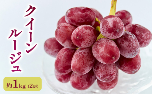 【農家からもぎたて直送】クイーンルージュ 約1kg(2房)駒ケ根市 フルーツ お取り寄せ ぶどう ブドウ 1431874 - 長野県駒ヶ根市