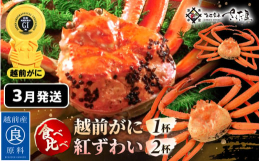 【ずわいがに】身がしっかり詰まった蟹には、越前がにの証である黄色いタグがセリに出る前につけられます。厳しい基準で守られているからこそ、明治より続く献上蟹として越前のブランドであり続けています。獲れたて