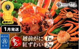 【ずわいがに】身がしっかり詰まった蟹には、越前がにの証である黄色いタグがセリに出る前につけられます。厳しい基準で守られているからこそ、明治より続く献上蟹として越前のブランドであり続けています。獲れたて