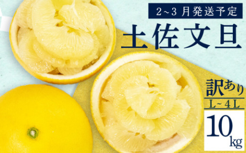 【2026年2月上旬から発送】 訳あり 文旦 高知 10kg  L ～ 4L サイズ 混合 浦ノ内特産 早期予約 予約受付中 期間限定 季節限定 限定 旬 みかん ミカン ぶんたん 高知県 土佐文旦 柑橘 家庭用 KN003-xx