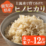 No.776/No.777 [令和6年産!]鹿児島県産!ヒノヒカリ玄米(7kg・12kg) 鹿児島県産 米 お米 玄米 ごはん ヒノヒカリ 小分け[大潟屋]