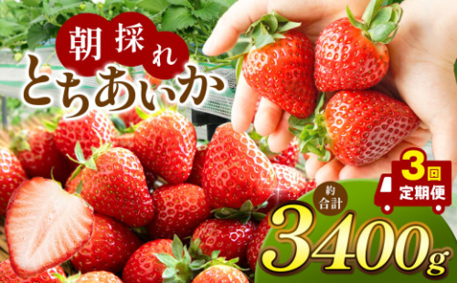【2026年先行予約】【定期便3回】朝採れいちご とちあいか (1月1000g,2月1000g,3月1400g） 真岡市 栃木県 送料無料