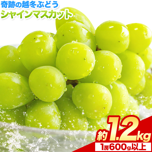 奇跡の越冬ぶどう シャインマスカット 2房 (1房600g以上)五果苑《2025年11月上旬-2026年3月末頃出荷》越冬ぶどう フルーツ 果物 岡山県 浅口市 送料無料【配送不可地域あり】 1434031 - 岡山県浅口市