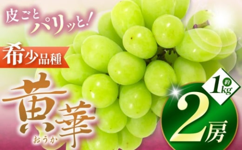 【先行受付】松本生まれの品種 ぶどう 黄華 (おうか) 2房 約1kg｜黄華 長野県 信州 松本市 松本原産 松本発祥 果物 ぶどう マスカット フルーツ ブドウ  甘い 葡萄 種無し 新鮮 信州産 先行予約 シャインマスカット