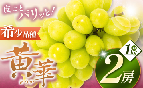 【先行受付】松本生まれの品種 ぶどう 黄華 (おうか) 2房 約1kg｜黄華 長野県 信州 松本市 松本原産 松本発祥 果物 ぶどう マスカット フルーツ ブドウ  甘い 葡萄 種無し 新鮮 信州産 先行予約 シャインマスカット