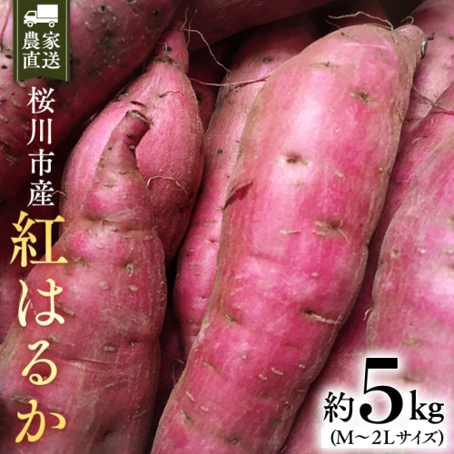 【2025年10月下旬発送開始】桜川産 さつまいも 紅はるか 5kg 茨城県 サツマイモ べにはるか 芋 甘い [SC029sa] 1435689 - 茨城県桜川市