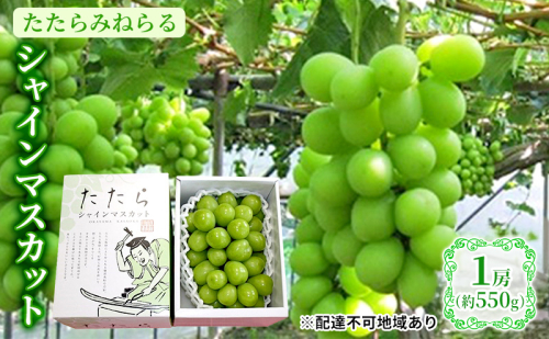 【2026年先行予約】 ぶどう 岡山県産 たたらみねらる シャインマスカット 1房(約550g) 《2026年8月下旬-10月下旬頃出荷》 葡萄 ブドウ フルーツ 果物 スイーツ 数量限定 期間限定 岡山 里庄町  1435692 - 岡山県里庄町