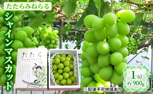 【限定100個】 ぶどう 2024年 先行予約 たたらみねらる シャインマスカット 1房(約900g) 岡山県 葡萄 フルーツ マスカット 種なし 果物 1435692 - 岡山県里庄町