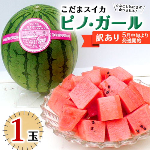 【 訳あり 】こだまスイカ ピノ・ガール（ １玉 ） 【 2026年5月中旬より発送開始 】 感動必至！ タネが気にならない すいか スイカ 西瓜 旬 旬の果実 旬のフルーツ くだもの 果実 フルーツ 夏 小玉スイカ 小玉 美味しい 茨城 [BC058sa] 1435776 - 茨城県桜川市