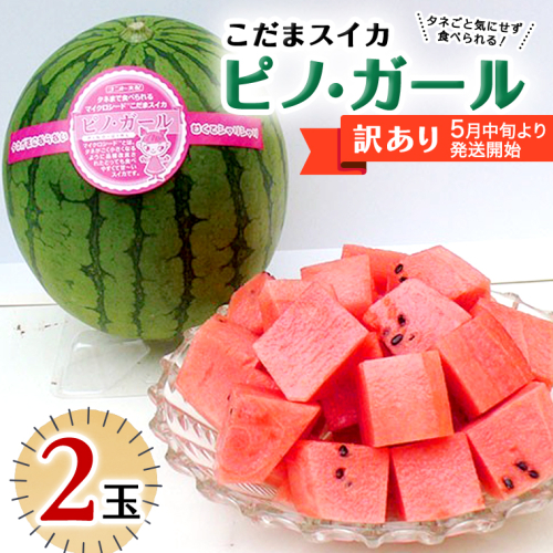 【 訳あり 】 こだまスイカ ピノ・ガール （ ２玉 ）【 2026年5月中旬より発送開始 】 感動必至！ タネが気にならない すいか スイカ 西瓜 旬 旬の果実 旬のフルーツ くだもの 果実 フルーツ 夏 小玉スイカ 小玉 美味しい 茨城 [BC059sa] 1435777 - 茨城県桜川市