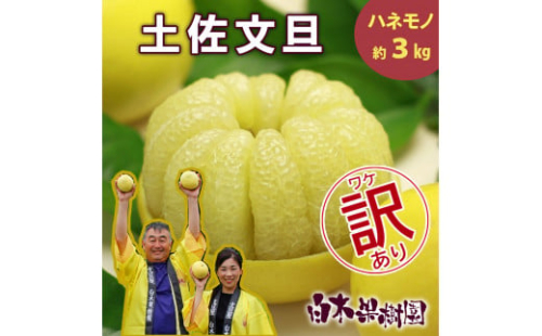 【果樹園直送】土佐文旦 訳ありご家庭用 約3kg L～4Lサイズ 約5～7個入り B級品 ぶんたん ブンタン フルーツ 柑橘 みかん 果物 くだもの 柑橘類 デザート おやつ 訳アリ ご自宅用 白木果樹園 1436024 - 高知県土佐市
