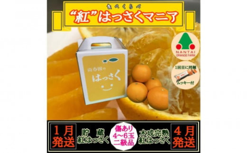 1・4月発送 全2回 定期便 紅はっさく マニア 貯蔵 ＆ 木成完熟 傷あり 二級品 4 ～ 6玉 化粧箱 和歌山 有田 南泰園 1437551 - 和歌山県有田川町