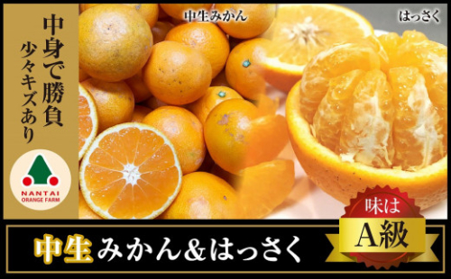 定期便 手さげ箱 セット 中生 有田みかん ＆ はっさく 全2回 南泰園 1437557 - 和歌山県有田川町