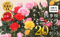 産地直送 おまかせミニバラ20鉢詰め合わせ [11月～3月 お届け] 大容量 品種おまかせのため 訳あり 訳アリ 四季咲き バラ 花 ガーデニング 生産量 日本一 天皇杯 3.5号 ポット苗 ※沖縄 離島配送不可 薔薇 セントラルローズ