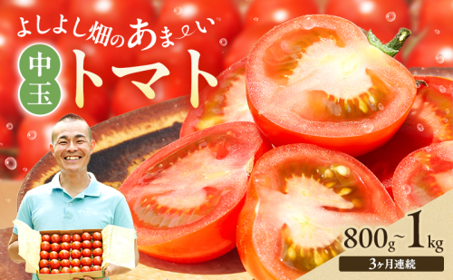 【3ヶ月連続 お届け】 よしよし畑のあま～い トマト ( 中玉トマト ) 800g ～ 1kg 計約3kg 程度 新鮮 産地直送  とまと 頒布会 定期便 おいしい おすすめ ギフト お取り寄せ 1438255 - 兵庫県加西市