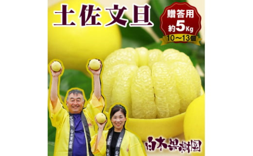 【果樹園直送】土佐文旦 特選品贈答用 約5kg L～2Lサイズ 10～13個入り ぶんたん ブンタン フルーツ 柑橘 みかん 果物 くだもの 柑橘類 デザート おやつ 贈り物 プレゼント 白木果樹園 1440586 - 高知県土佐市