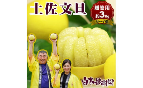【果樹園直送】土佐文旦 特選品贈答用 約3kg L～2Lサイズ 6～7個入り ぶんたん ブンタン フルーツ 柑橘 みかん 果物 くだもの 柑橘類 デザート おやつ 贈り物 プレゼント 白木果樹園 1440587 - 高知県土佐市