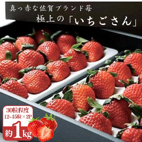 極上のいちごさん ITOFARM 苺 佐賀県産 イチゴ フルーツ 果物 ：B240-016 144065 - 佐賀県佐賀市
