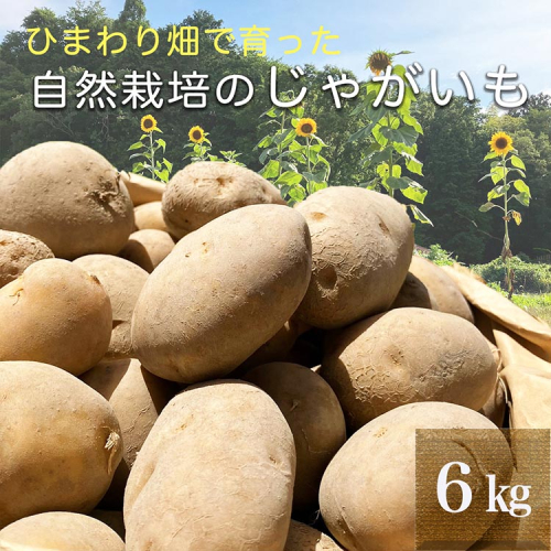 ひまわり畑で育った自然栽培のじゃがいも 6kg 京都府・亀岡産 かたもとオーガニックファームよりお届け ｜ 訳あり じゃがいも 芋 小さめ サイズ小 野菜 産地直送 ※離島への配送不可 1441516 - 京都府亀岡市