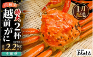 【先行予約】≪浜茹で≫ 天然 越前がに 特大 (茹で前1.1～1.3kg) × 2杯 【2026年1月上旬以降順次発送予定】冷蔵ですので、届いてすぐお召し上がりいただけます！ タグ付 福井を代表する冬の味覚！【越前ガニ 越前蟹 かに ずわい ズワイ 福井】[m17-x004_01]