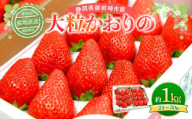 先行受付【2026年2月中旬以降発送予定】「かおりの」大粒　満足セット 約1kg　農家直送！　数量限定