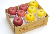 信州小諸　松井農園のサンふじ・シナノゴールド詰合せ　約3.5kg 果物類・林檎・りんご・リンゴ