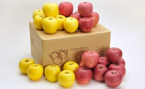 信州小諸　松井農園のサンふじ・シナノゴールド詰合せ　約10kg 果物類・林檎・りんご・リンゴ 144359 - 長野県小諸市