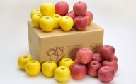 信州小諸　松井農園のサンふじ・シナノゴールド詰合せ　約10kg 果物類・林檎・りんご・リンゴ